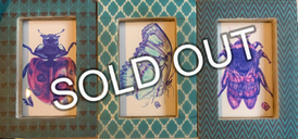 3 Insect collection (in aqua frames)