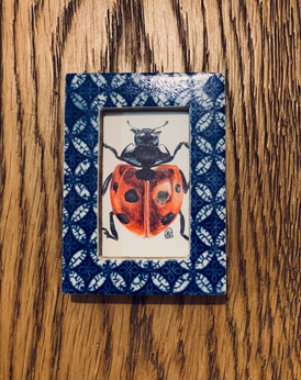 Ladybird (in blue frame)