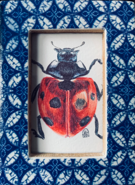 Ladybird (in blue frame)