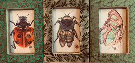 3 Insect collection (in green frames)